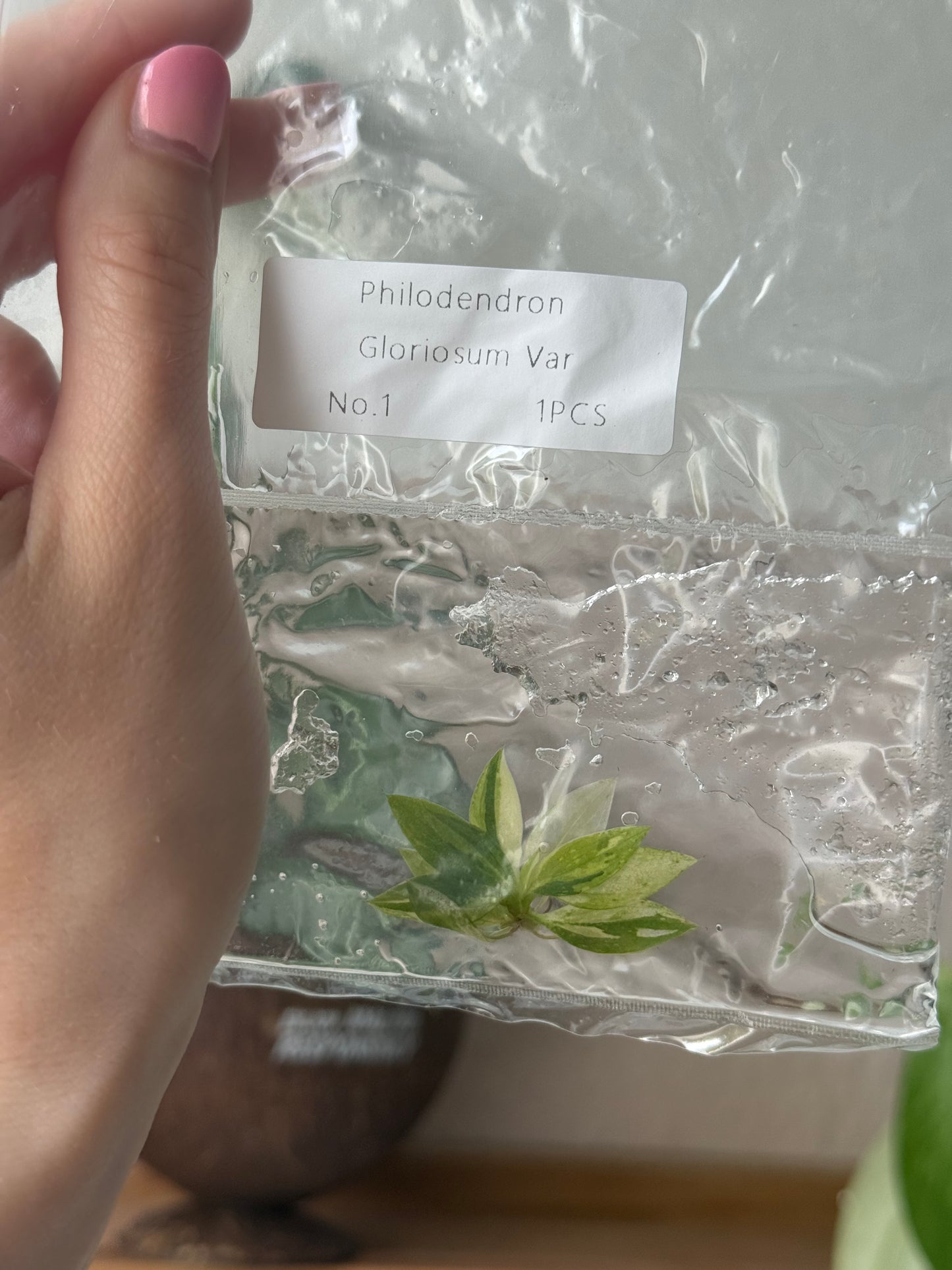Philodendron Gloriosum Tricolour Variegata Tissue Culture Bag