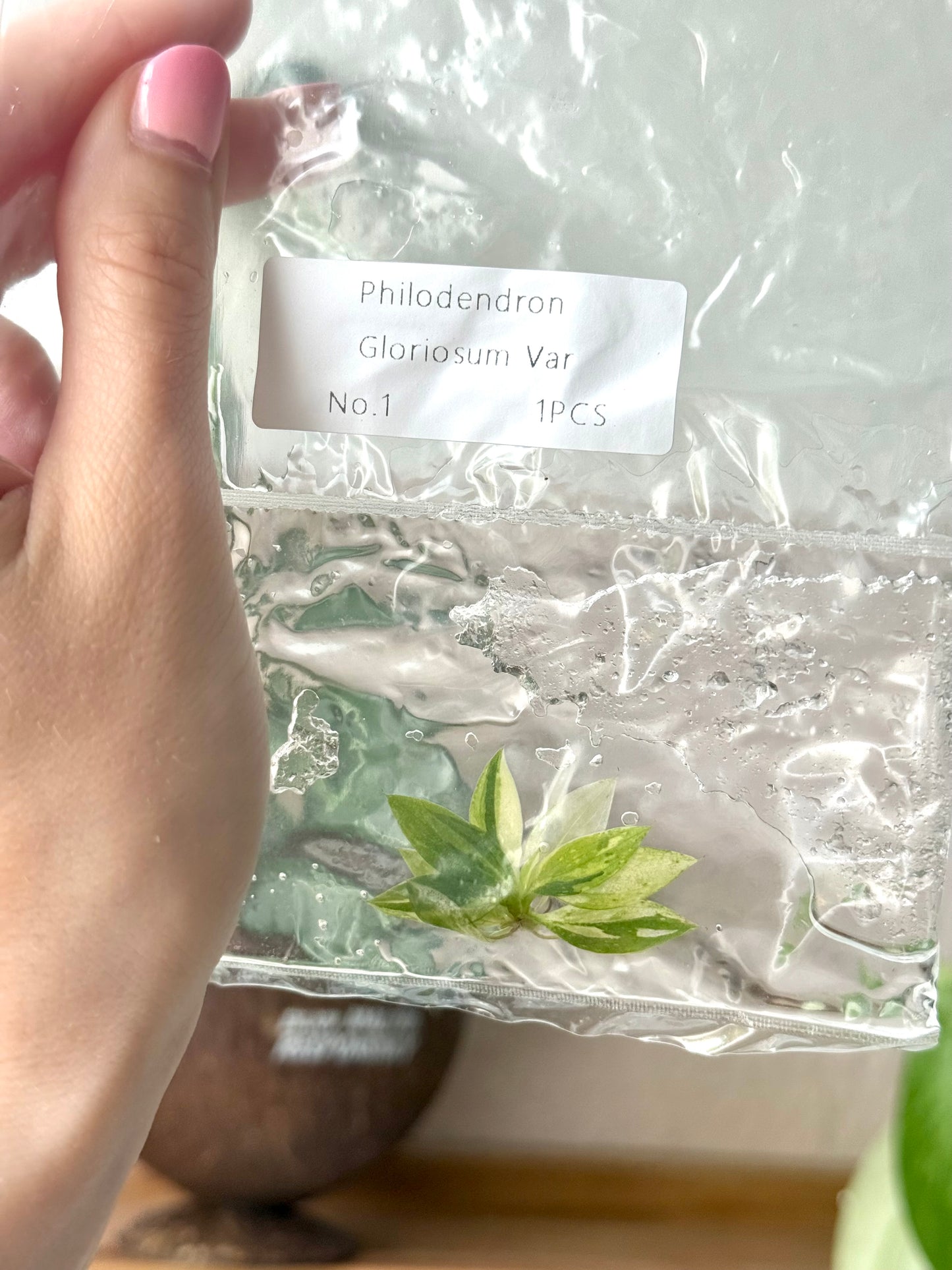 Philodendron Gloriosum Tricolour Variegata Tissue Culture Bag