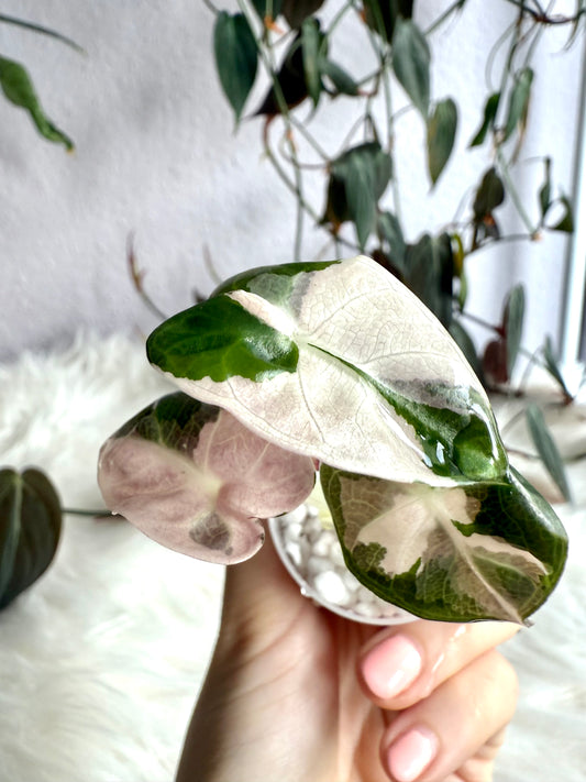 Variegated Alocasia Heart Balloon Pink