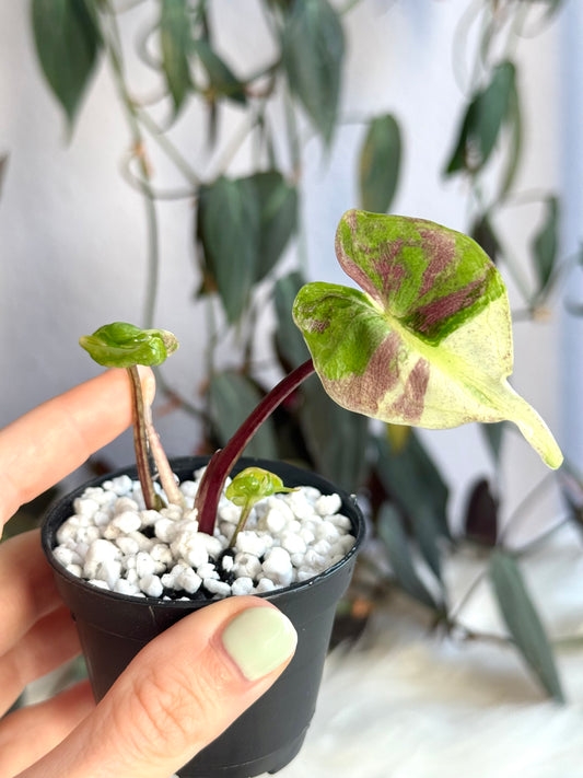Variegated Alocasia Stingray Pink