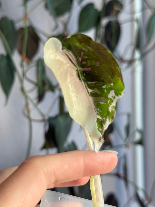 Variegated Alocasia Chantrieri Pink