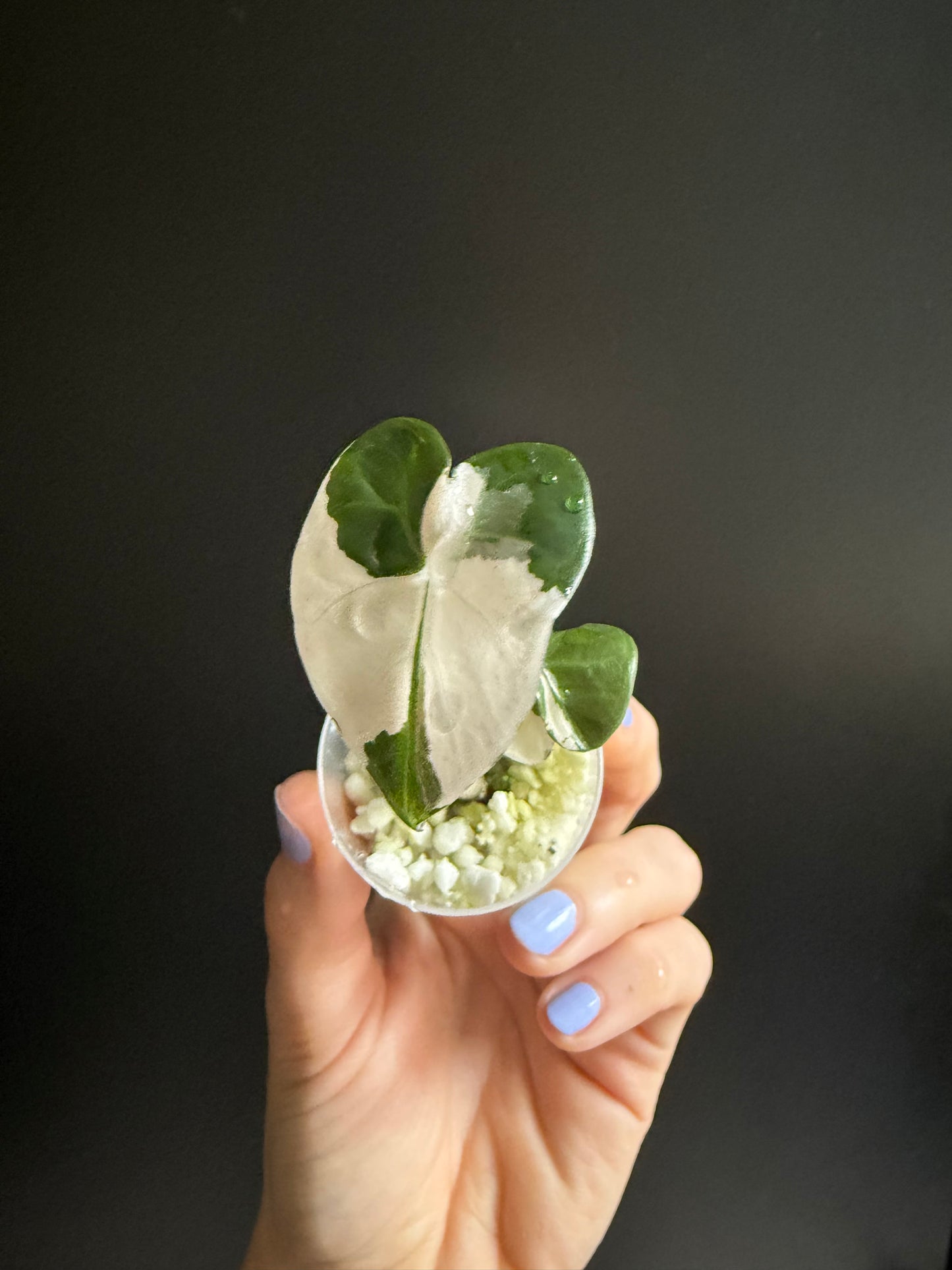 Variegated Alocasia Heart Balloon Pink