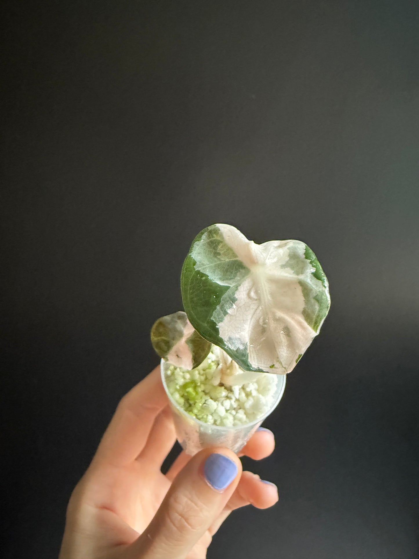 Variegated Alocasia Heart Balloon Pink