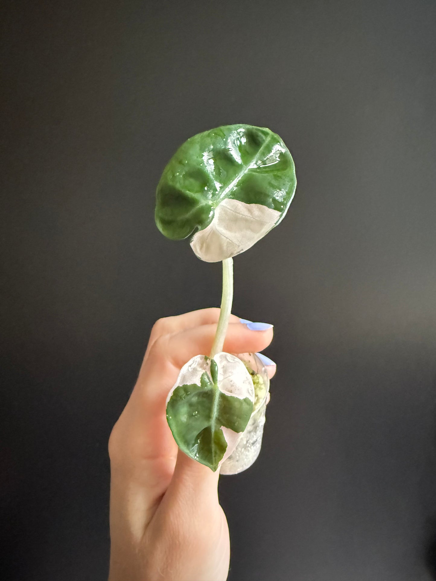 Variegated Alocasia Heart Balloon Pink