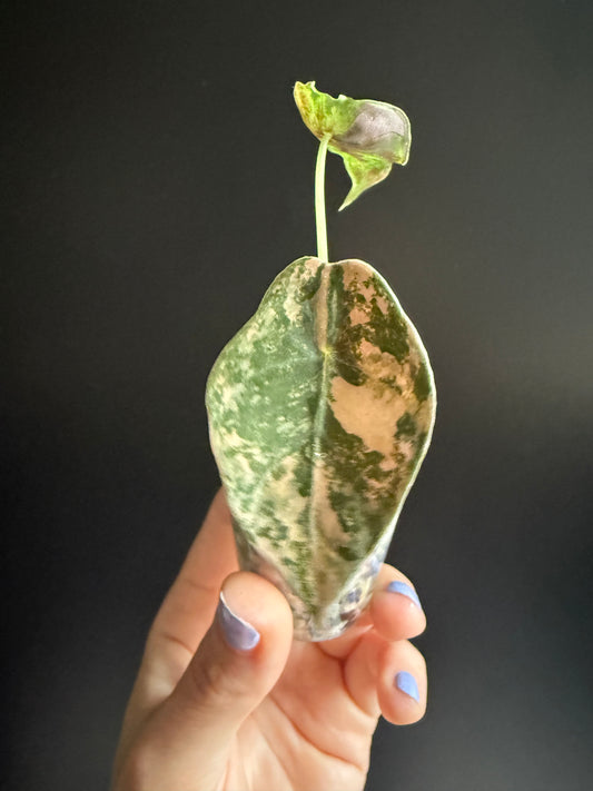 Variegated Alocasia Sedenii Aurea