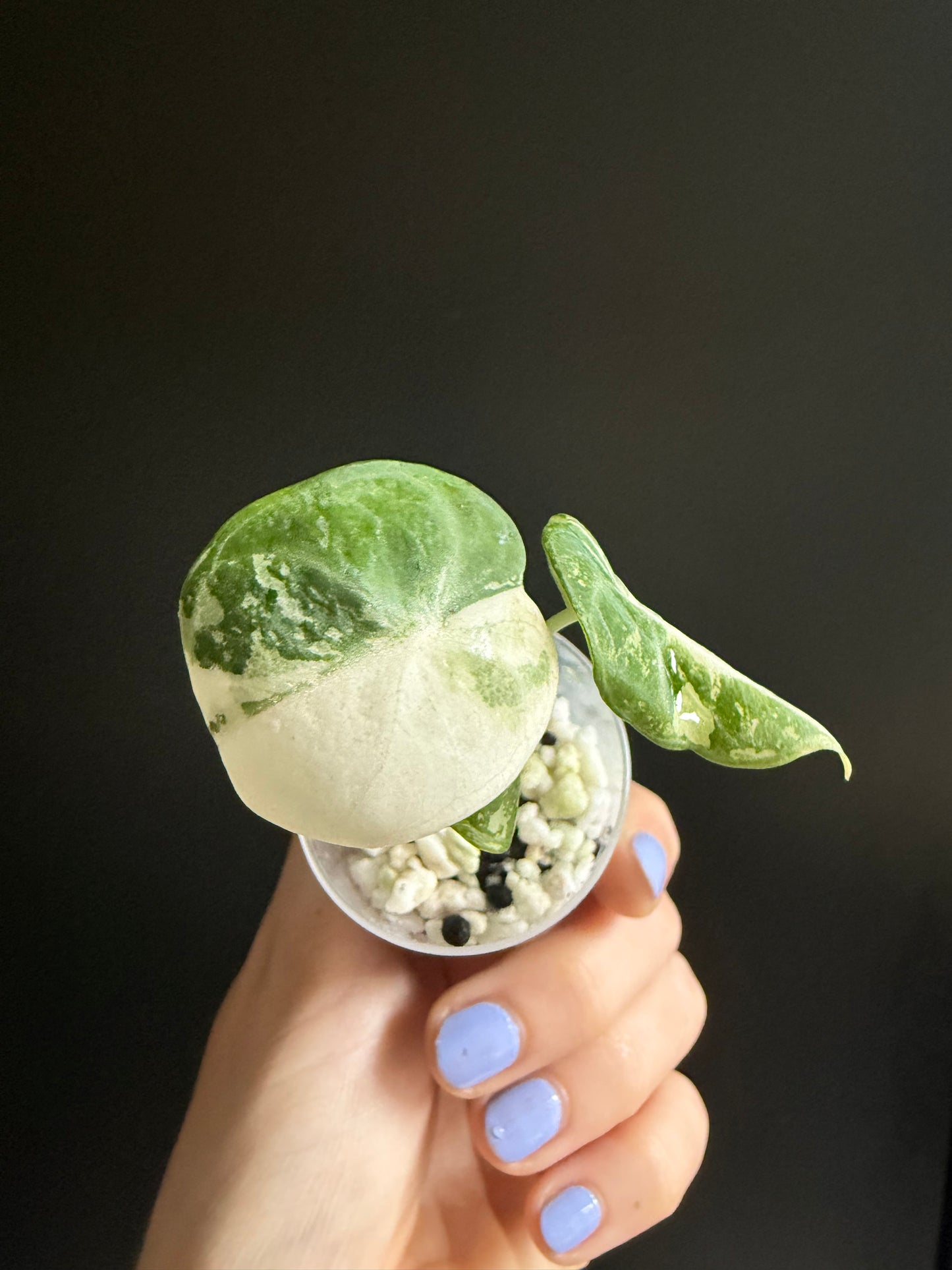 Variegated Alocasia Ninja True Albo