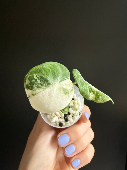 Variegated Alocasia Ninja True Albo