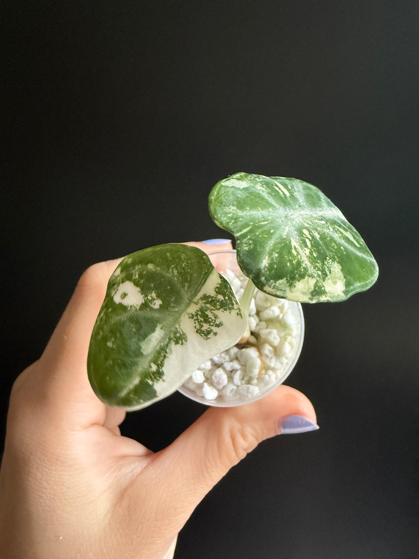 Variegated Alocasia Ninja True Albo