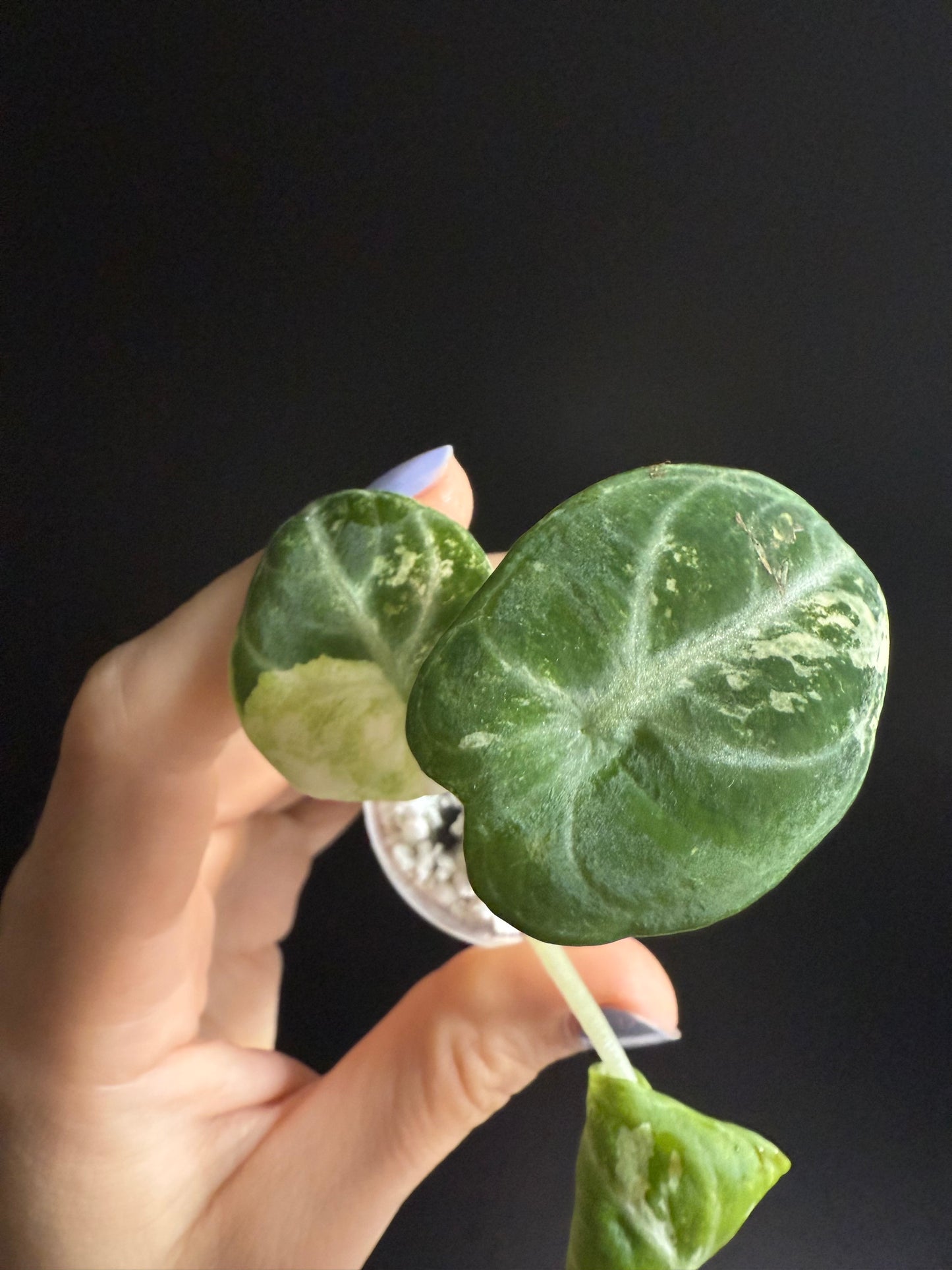 Variegated Alocasia Ninja True Albo