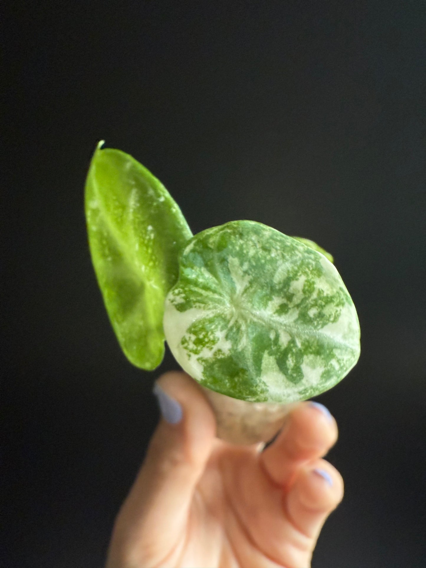 Variegated Alocasia Ninja True Albo