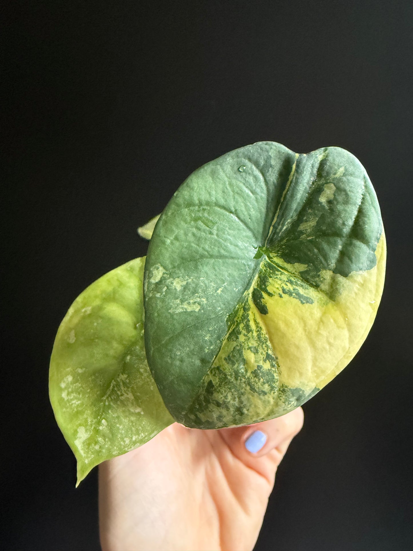 Variegated Alocasia Nebula