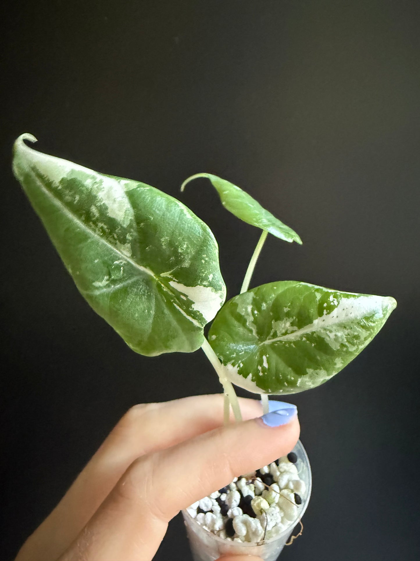 Variegated Alocasia Maharani Albo | Pink