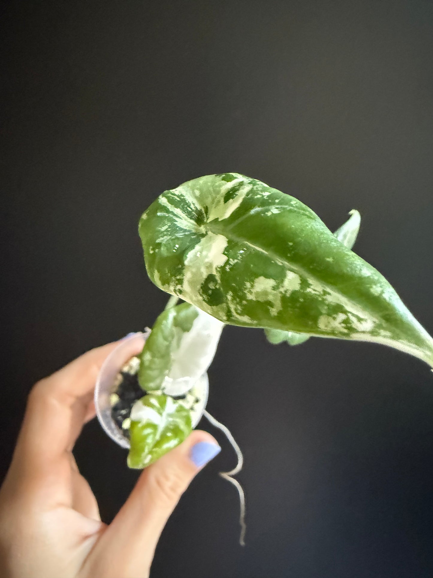 Variegated Alocasia Maharani Albo | Pink