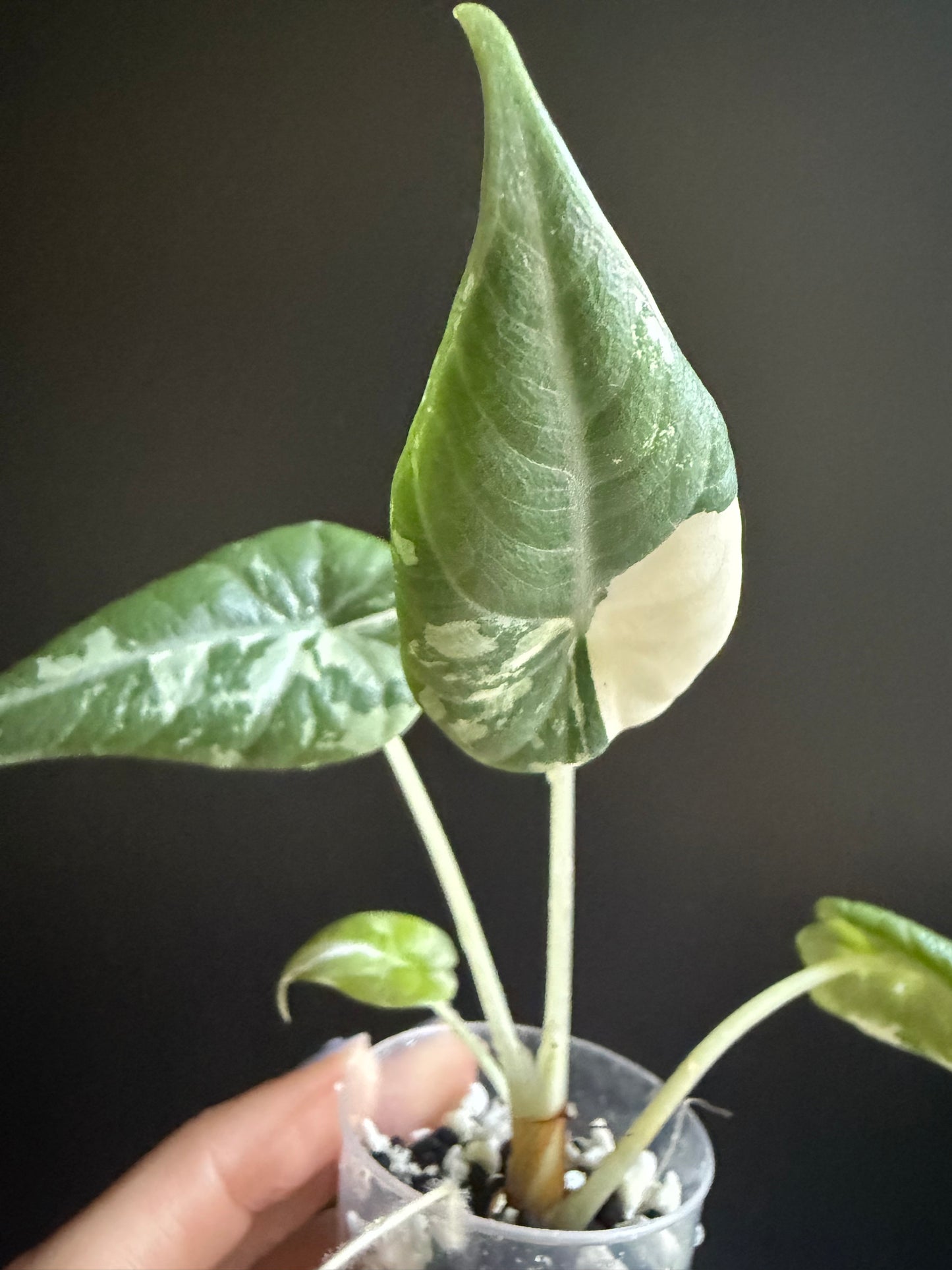 Variegated Alocasia Maharani Albo | Pink