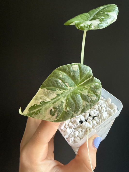 Variegated Alocasia Maharani Albo | Pink
