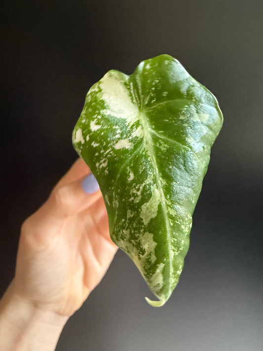Variegated Alocasia Black Velvet Pink