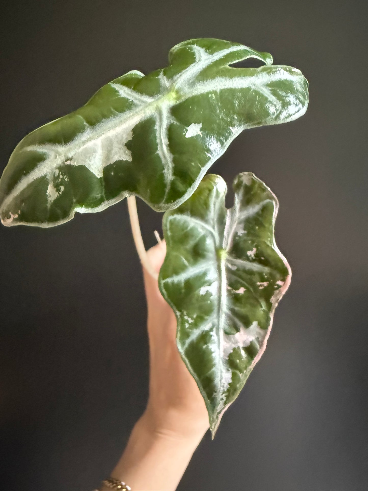 Variegated Alocasia Nobilis Pink