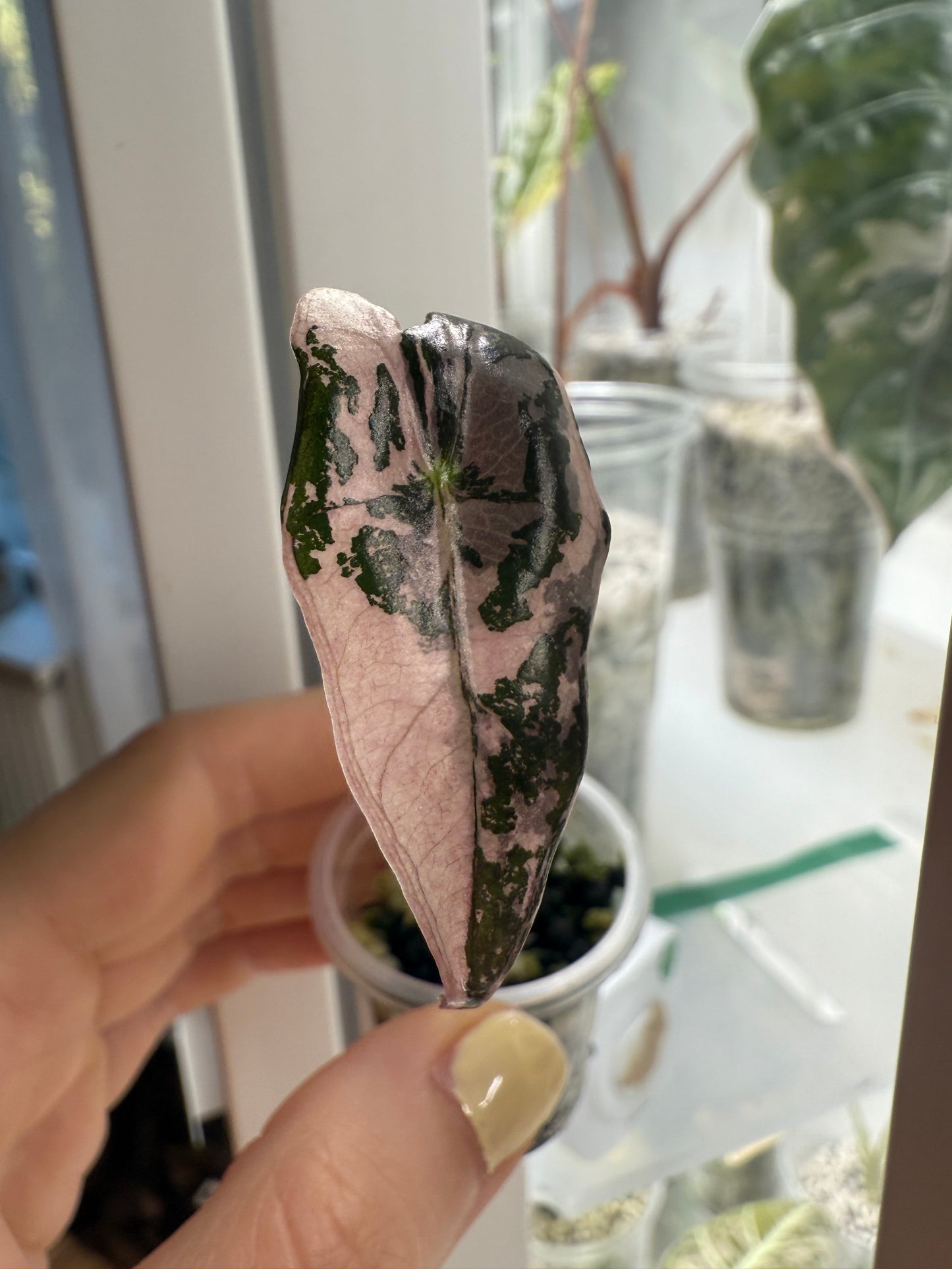 Variegated Alocasia Nobilis Pink