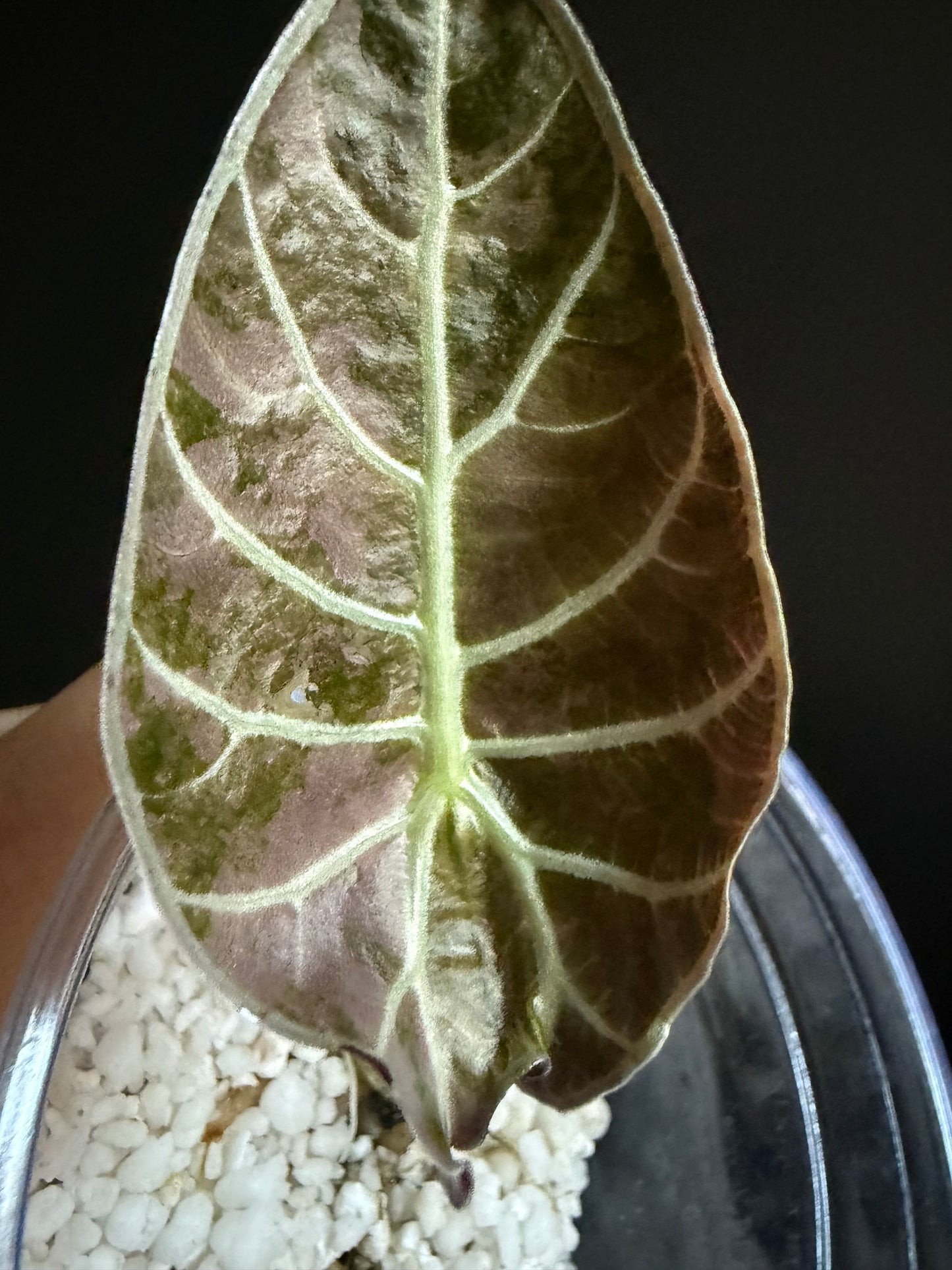 Variegated Alocasia Watsoniana Pink Corms | rhizome