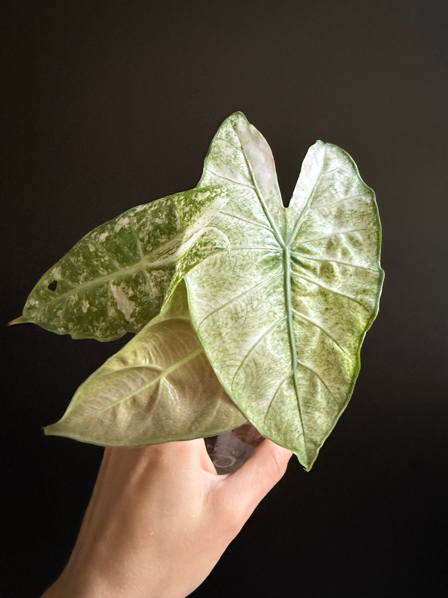 Variegated Alocasia Pink Dragon Albo