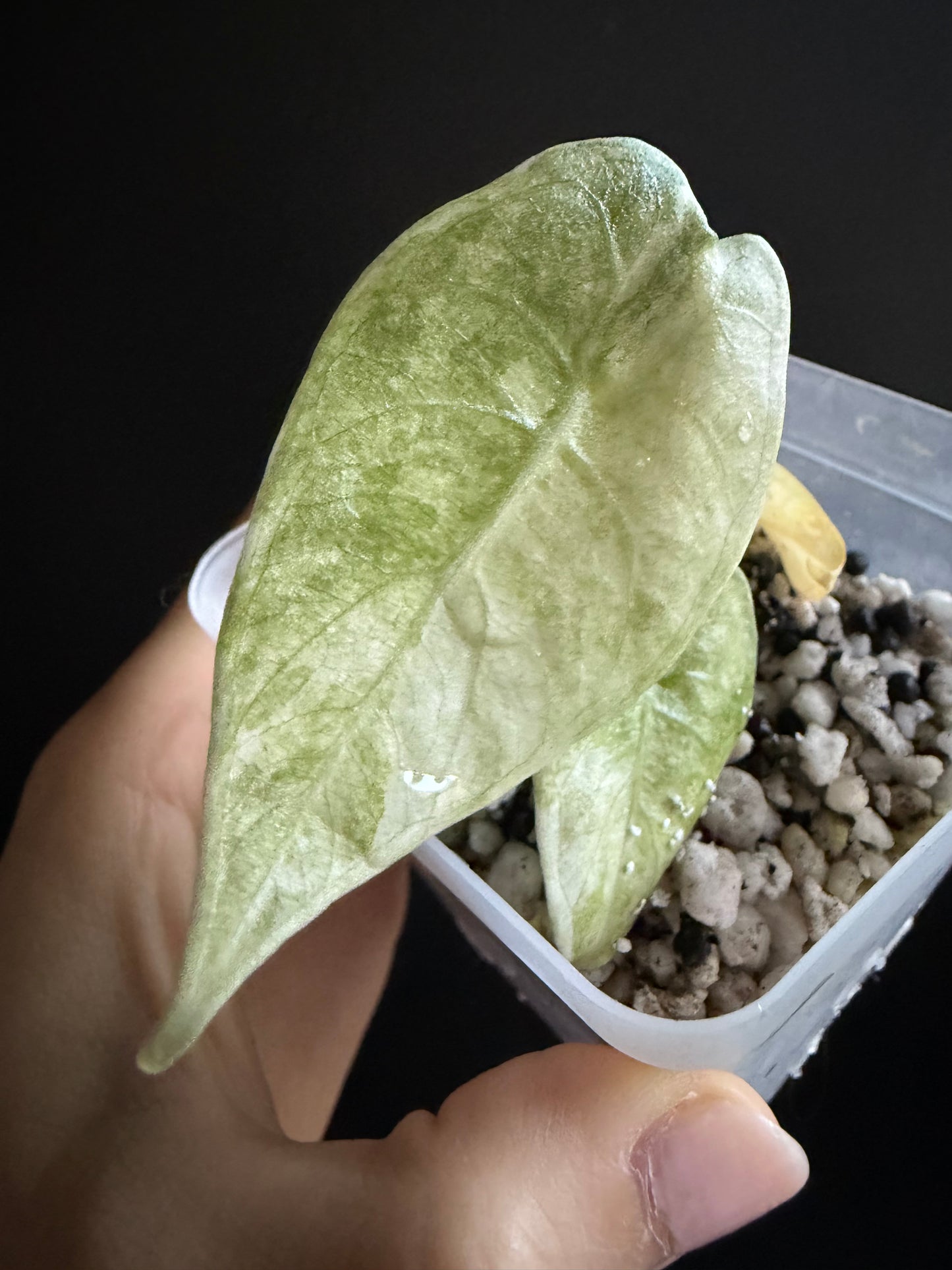 Variegated Alocasia Watsoniana Pink