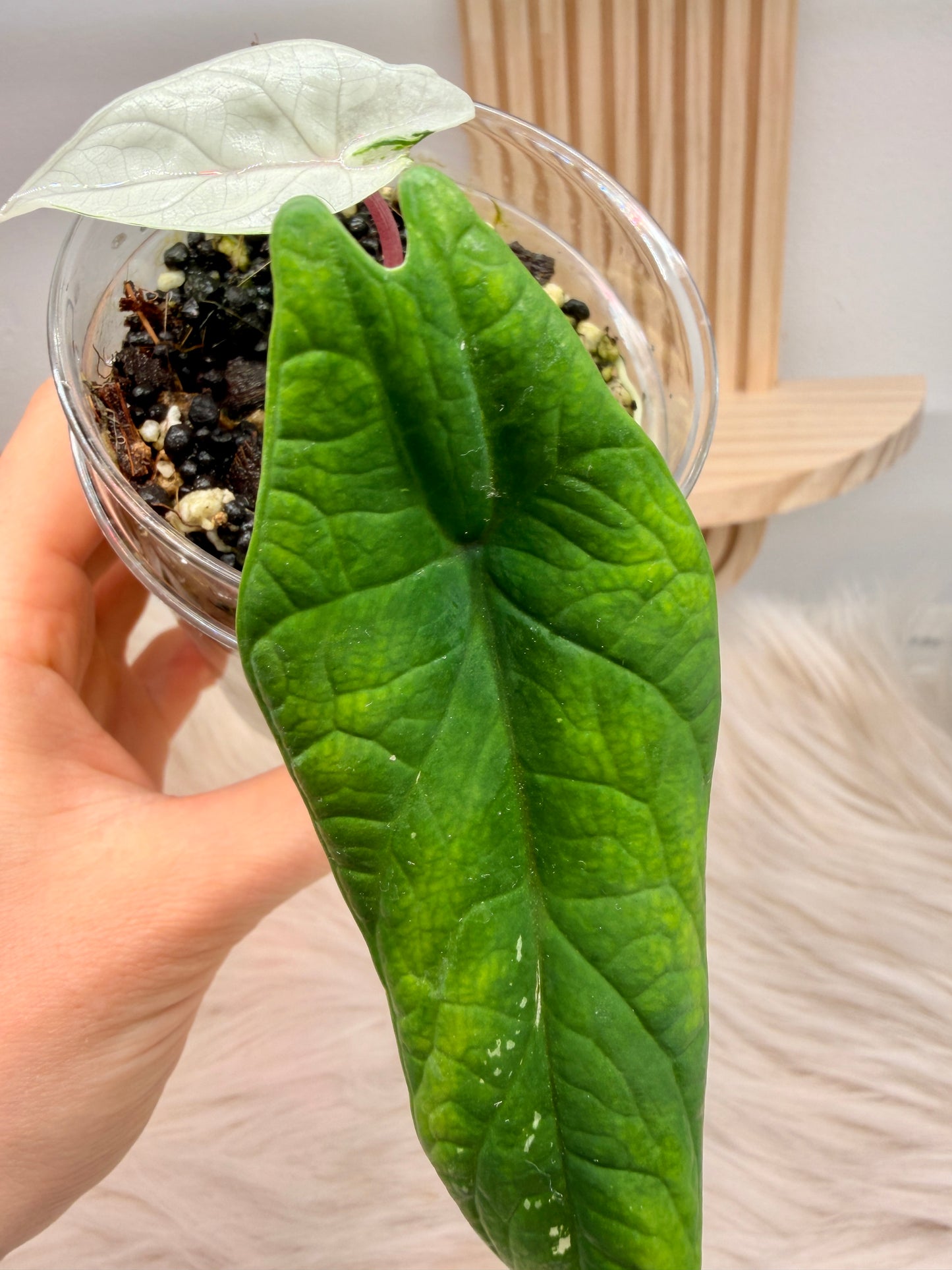 Variegated Alocasia Scalprum Albo Pink Corms