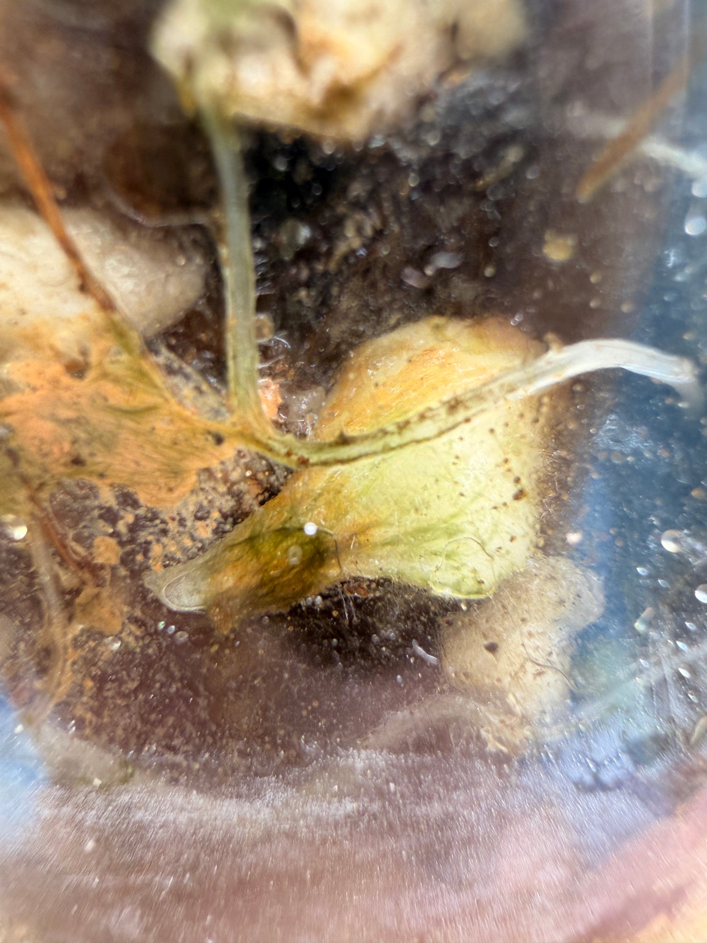 Variegated Alocasia Scalprum Albo Pink Corms