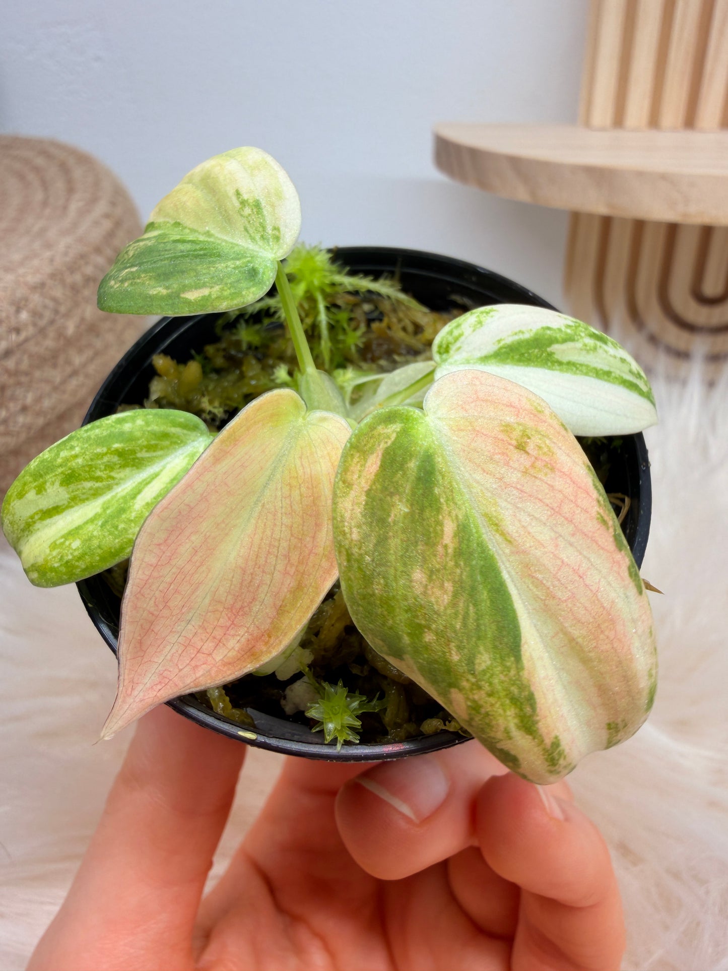 Variegated Philodendron Melanochrysum Pink