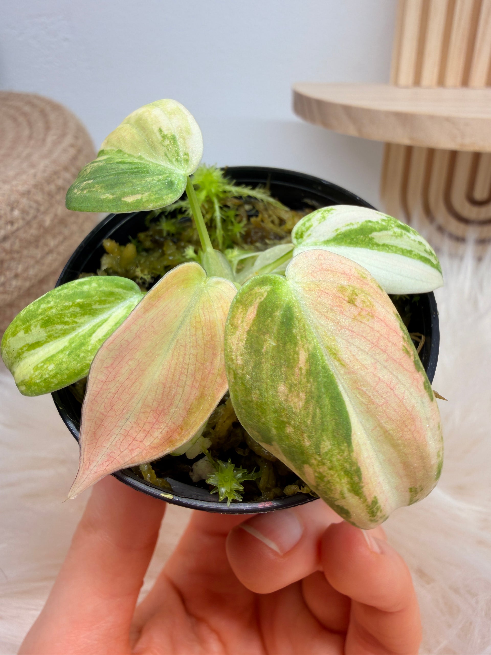 Variegated Philodendron Melanochrysum Pink