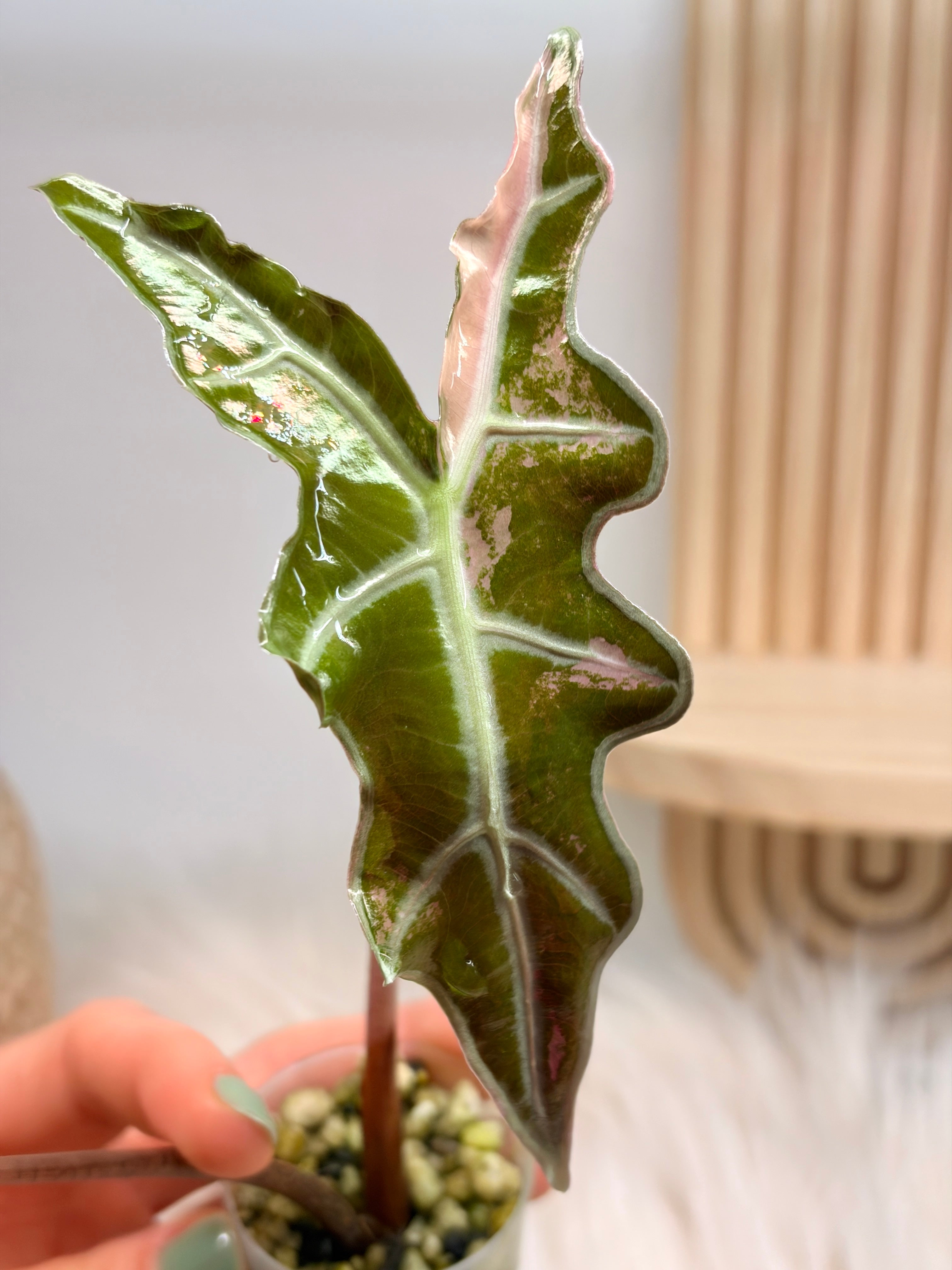 36(G1)Alocasia Nobilis Pink Variegated アロカシア・ノビリス