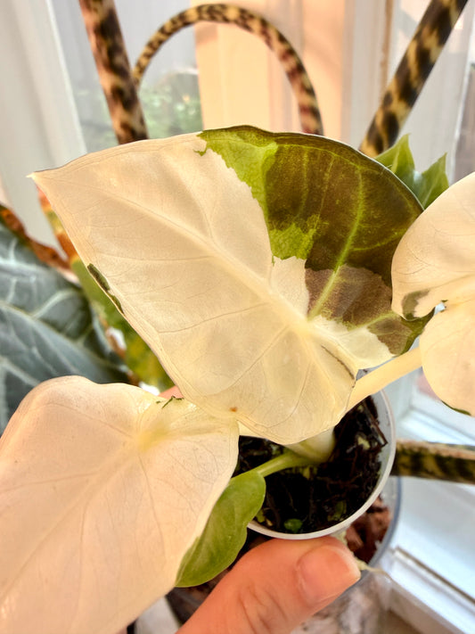 Variegated Alocasia Regal Shields Albo