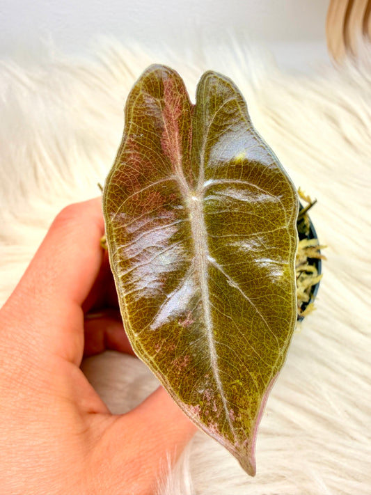 Variegated Alocasia Pseudo Sanderiana Pink