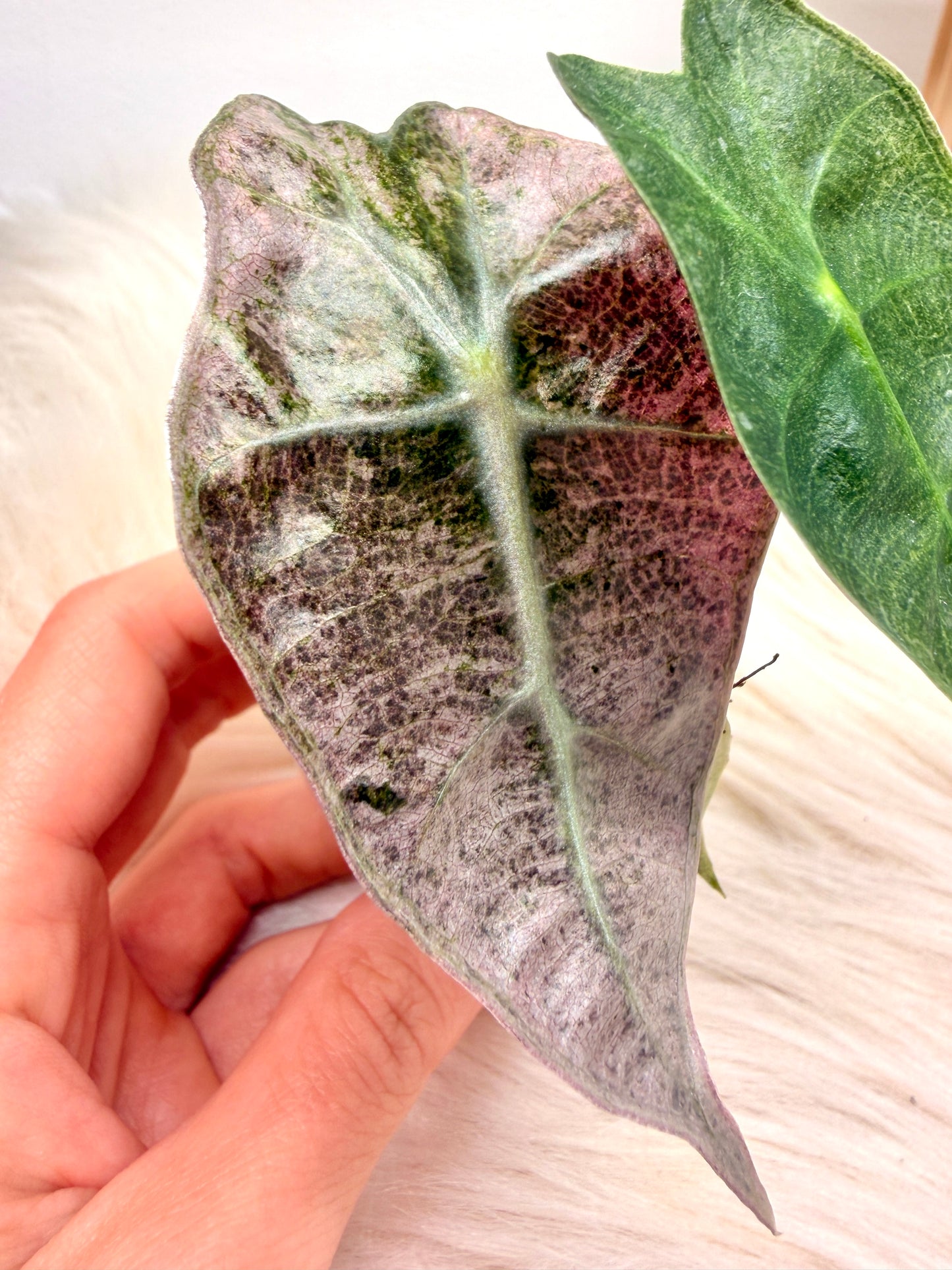 Variegated Alocasia Polly Mint Pink