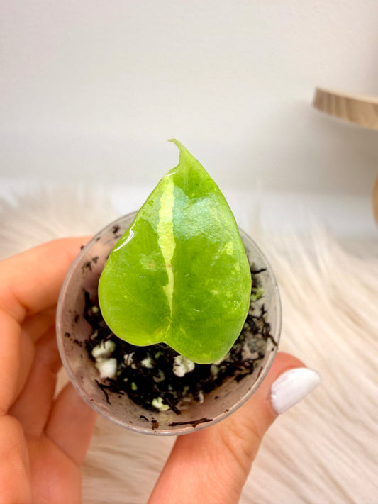 Variegated Alocasia Silver Dragon Albo