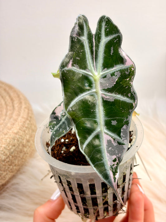 Variegated Alocasia Polly Pink Snowflake