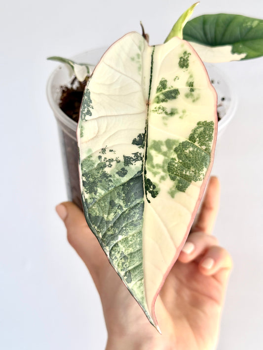 Variegated Alocasia Platinum Albo Rhizome | Corms