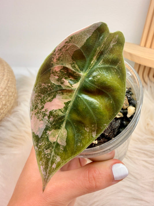 Variegated Alocasia Sedenii Aurea
