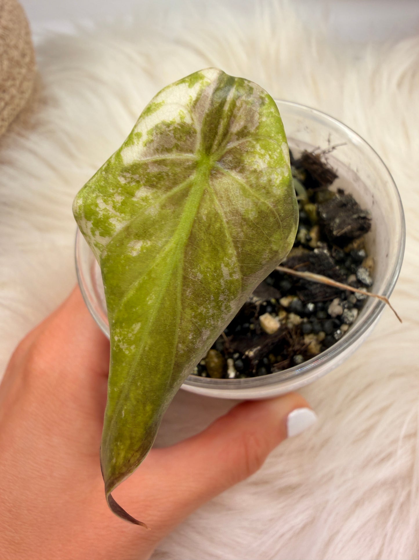 Variegated Alocasia Wentii Albo Pink Sad Plant