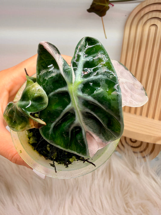 Variegated Alocasia Heart Balloon Pink