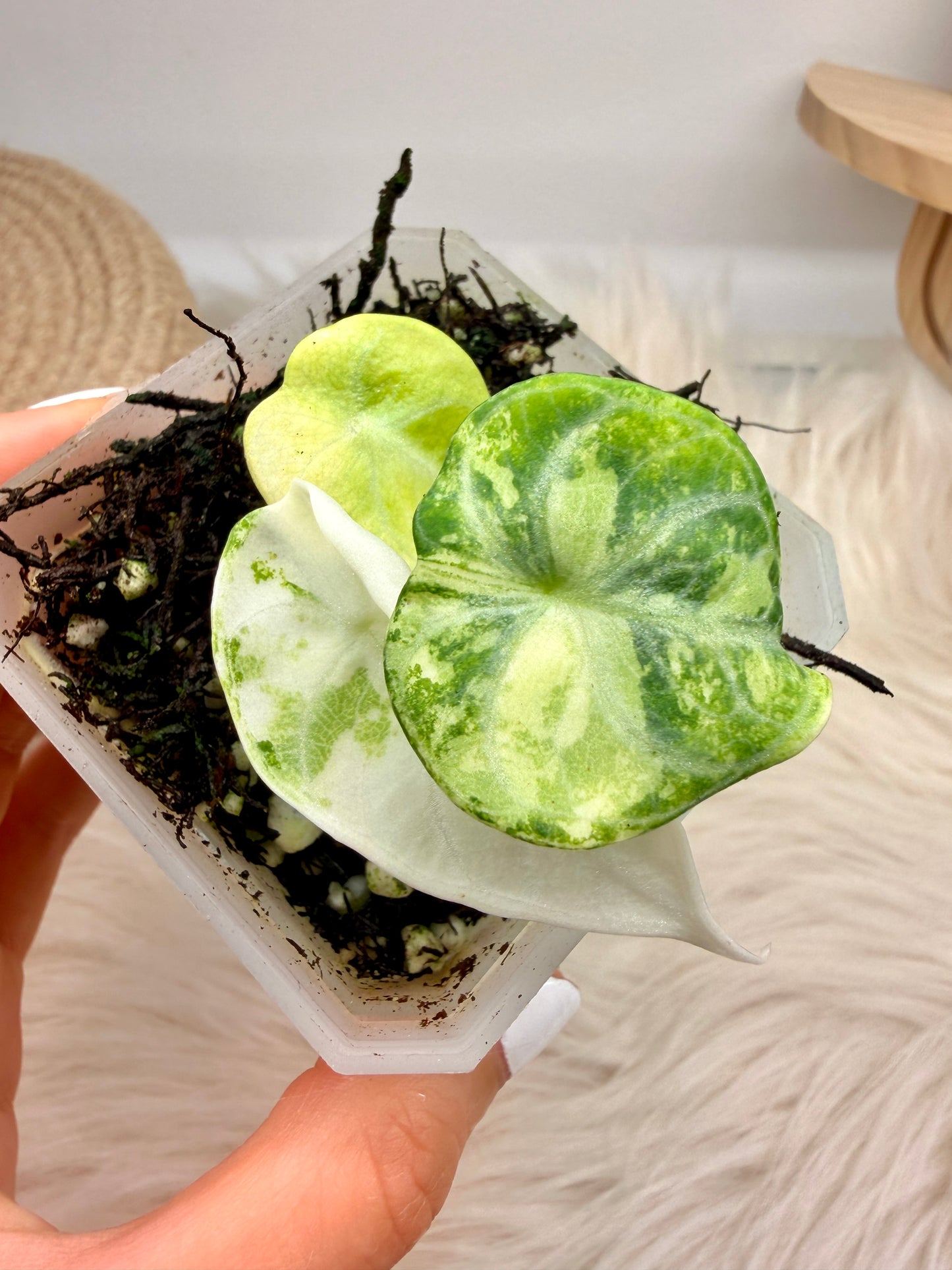 Variegated Alocasia Ninja True Albo