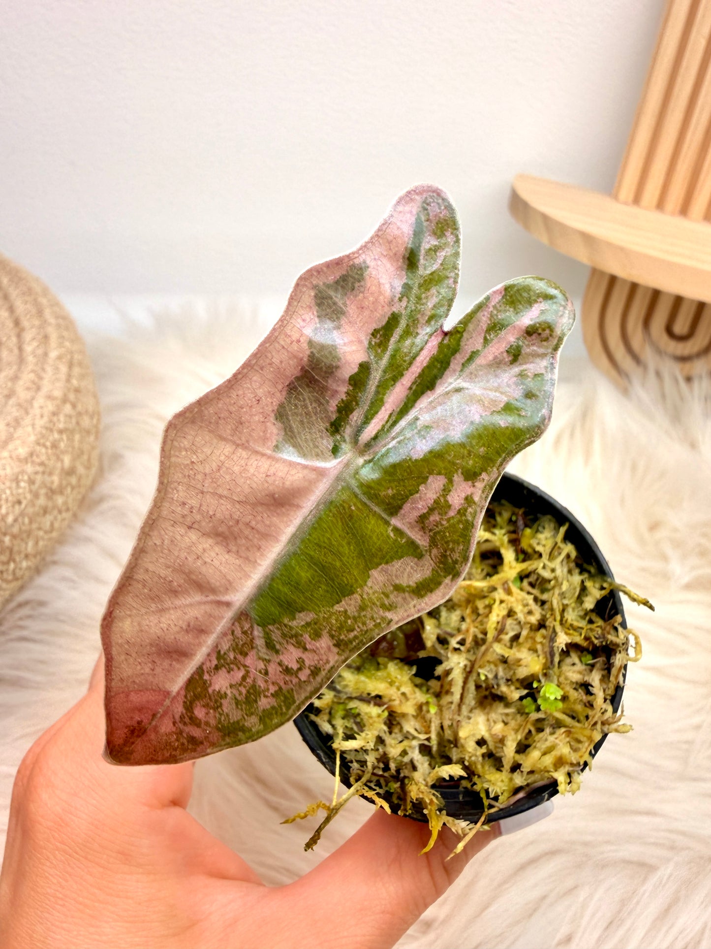 Variegated Alocasia Pseudo Sanderiana Pink