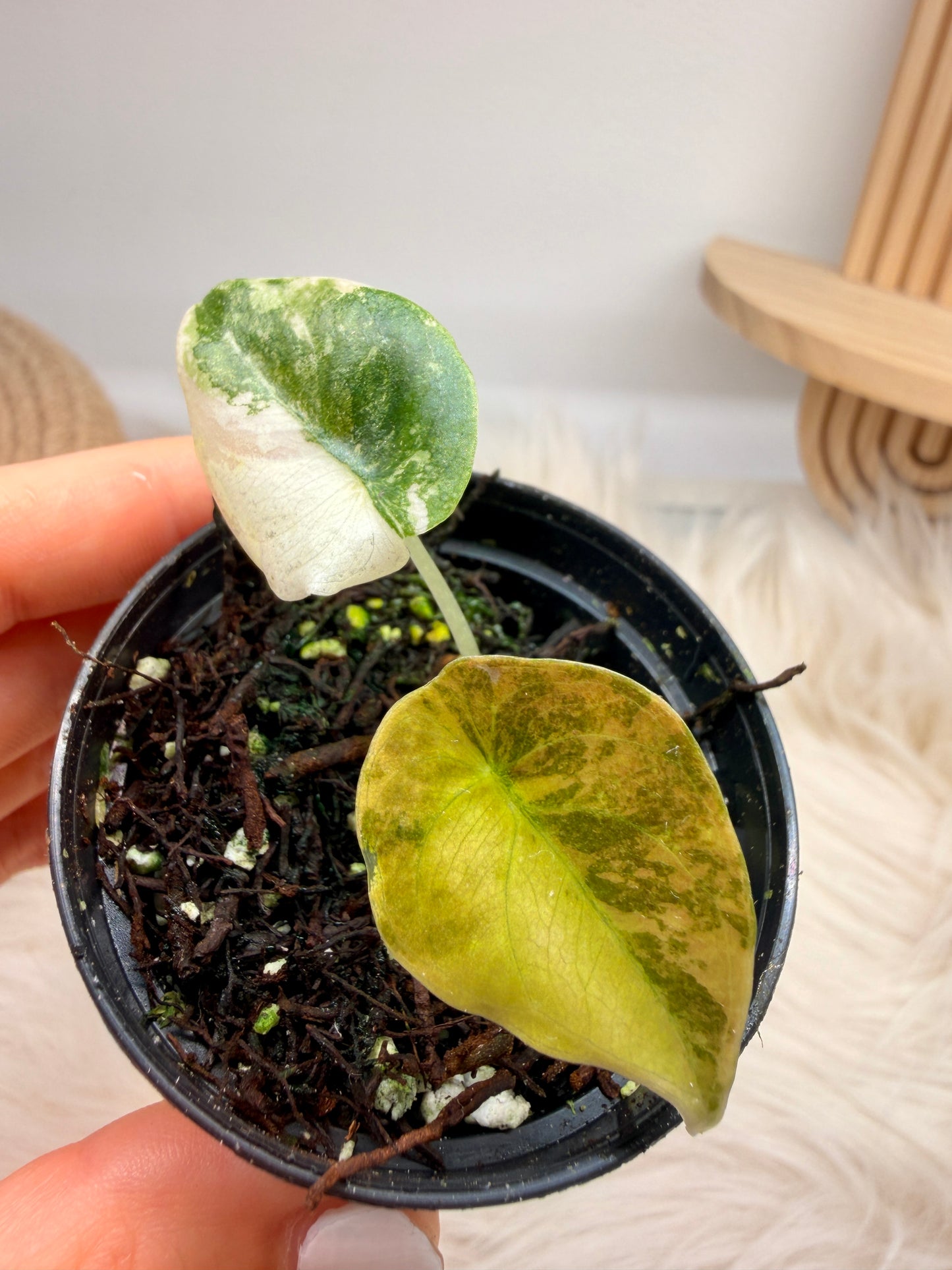 Variegated Alocasia Cuprea Latte