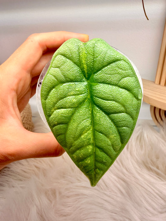 Variegated Alocasia Melo Aurea