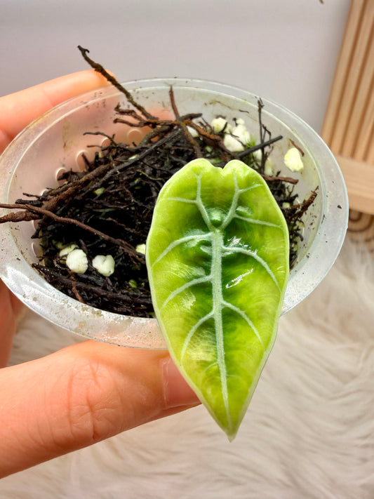 Variegated Alocasia Watsoniana Aurea