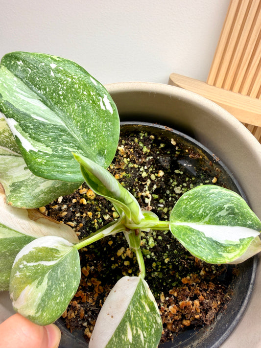 Variegated Philodendron White Princess