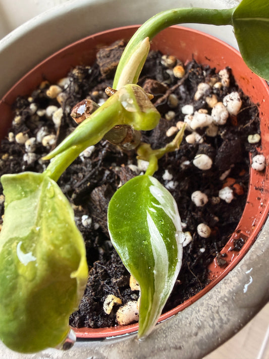 Variegated Philodendron White Wizard - Sad Plant