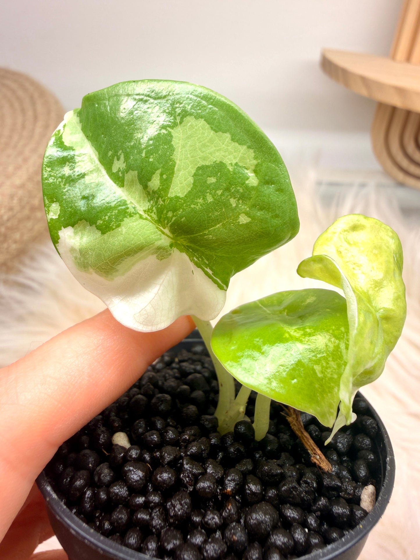 Variegated Alocasia Nebula Albo Pink