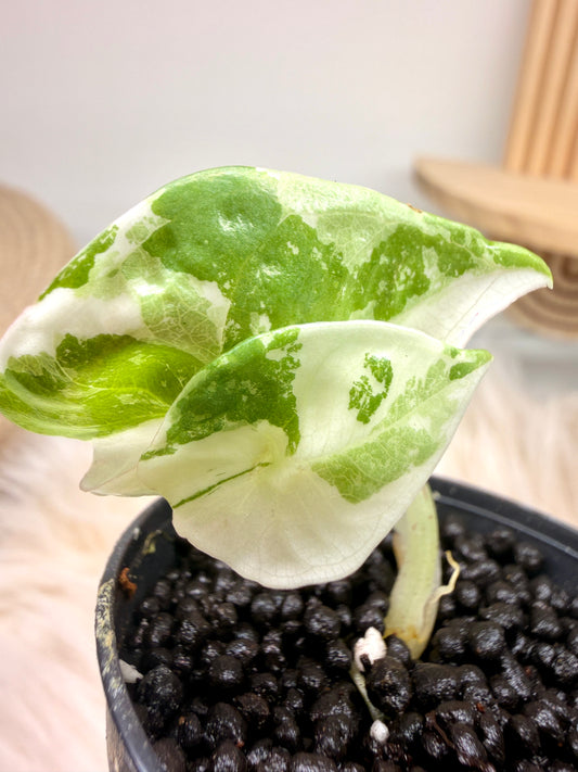 Variegated Alocasia Nebula Albo Pink