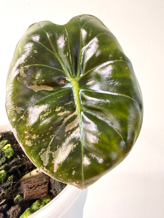 Variegated Alocasia Golden Bone Pink Corm | Rhizom | Stemcut