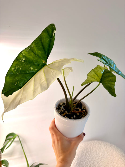 Variegated Alocasia Simpo Albo